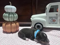 Leo, a male Miniature American Shepherd for sale in Chanute, KS – 1 of 3