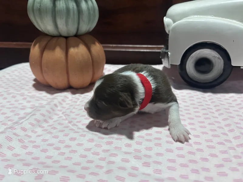 Henry – Miniature American Shepherd puppy for sale in Chanute, KS