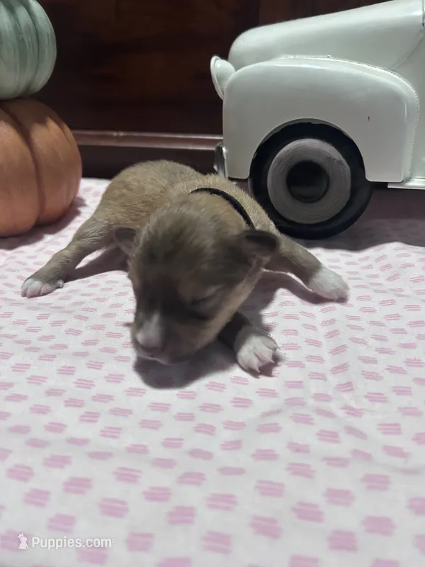 Oliver, a male Miniature American Shepherd for sale in Chanute, KS – 1 of 6