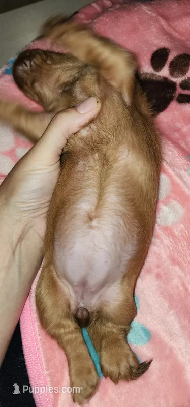 Pepper girl – Miniature Dachshund puppy for sale in Aumsville, OR