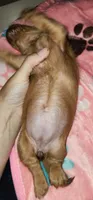 Pepper girl, a female Miniature Dachshund for sale in Aumsville, OR – 1 of 4