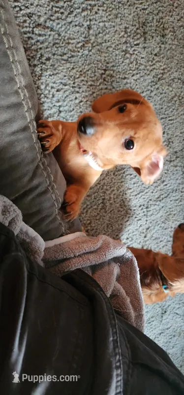 Minnie (pink collar) – Miniature Dachshund puppy for sale in Brownsville, OR