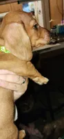 Bruno, a male Miniature Dachshund for sale in Brownsville, OR – 2 of 4