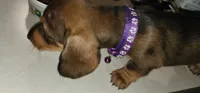Jasmine, a female Miniature Dachshund for sale in Brownsville, OR – 3 of 3