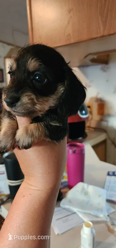 Black and tan – Miniature Dachshund puppy for sale in Aumsville, OR