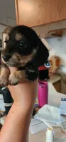 Black and tan, a female Miniature Dachshund for sale in Brownsville, OR – 1 of 3