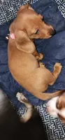 Minnie (pink collar), a female Miniature Dachshund for sale in Brownsville, OR – 4 of 5