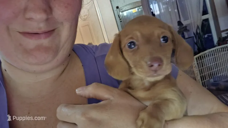 Whiskey – Miniature Dachshund puppy for sale in Brownsville, OR