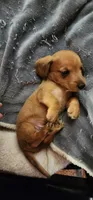 Tiny tim, a male Miniature Dachshund for sale in Brownsville, OR – 5 of 7