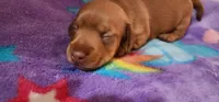 Whiskey, a male Miniature Dachshund for sale in Brownsville, OR – 2 of 5