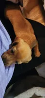 Brown collar, a male Miniature Dachshund for sale in Brownsville, OR – 7 of 7