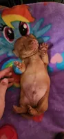 Whiskey, a male Miniature Dachshund for sale in Brownsville, OR – 3 of 5