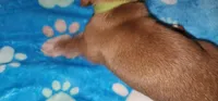 Green collar, a male Miniature Dachshund for sale in Aumsville, OR – 1 of 4