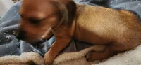 No collar pepper, a male Miniature Dachshund for sale in Brownsville, OR – 4 of 6