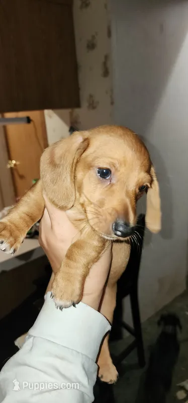 Bruno – Miniature Dachshund puppy for sale in Brownsville, OR