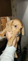 Bruno, a male Miniature Dachshund for sale in Brownsville, OR – 3 of 4