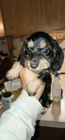 Mina, a female Miniature Dachshund for sale in Brownsville, OR – 4 of 4