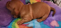 Whiskey, a male Miniature Dachshund for sale in Brownsville, OR – 5 of 5