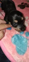 Black and tan, a female Miniature Dachshund for sale in Aumsville, OR – 3 of 4