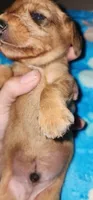 Tiny tim, a male Miniature Dachshund for sale in Aumsville, OR – 2 of 4
