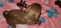 Pepper girl, a female Miniature Dachshund for sale in Aumsville, OR – 2 of 4