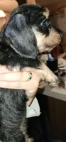 Mina, a female Miniature Dachshund for sale in Brownsville, OR – 3 of 4