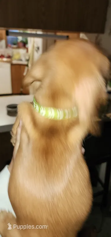 Bruno – Miniature Dachshund puppy for sale in Brownsville, OR