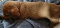 Orange collar, a female Miniature Dachshund for sale in Brownsville, OR – 7 of 7