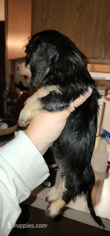 Mina – Miniature Dachshund puppy for sale in Brownsville, OR
