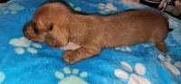 Tiny tim, a male Miniature Dachshund for sale in Aumsville, OR – 4 of 4