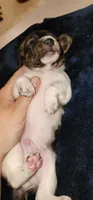 Peridot, a male Miniature Dachshund for sale in Aumsville, OR – 5 of 6