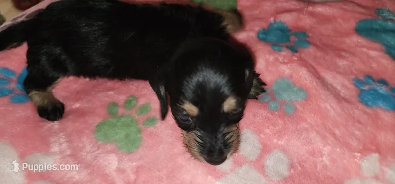 Black and tan – Miniature Dachshund puppy for sale in Aumsville, OR