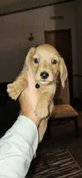 Nicky (Black collar), a male Miniature Dachshund for sale in Brownsville, OR – 3 of 3