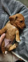 Green collar, a male Miniature Dachshund for sale in Brownsville, OR – 8 of 8