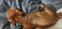 No collar pepper, a male Miniature Dachshund for sale in Brownsville, OR – 6 of 6