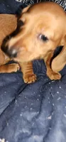 Minnie (pink collar), a female Miniature Dachshund for sale in Brownsville, OR – 3 of 5