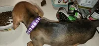 Jasmine, a female Miniature Dachshund for sale in Brownsville, OR – 1 of 3