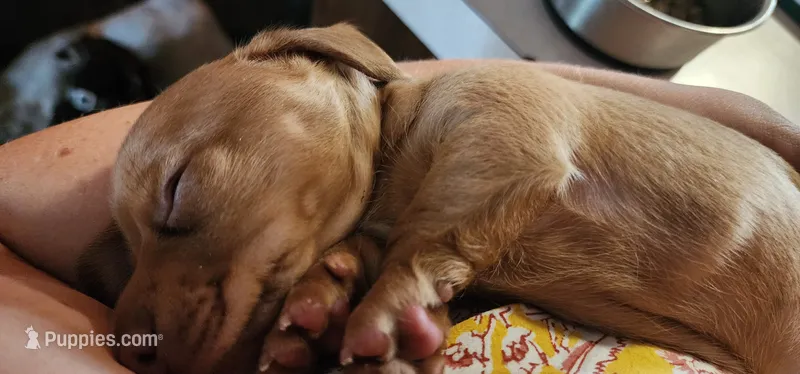 Whiskey – Miniature Dachshund puppy for sale in Brownsville, OR