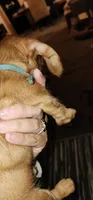 Rosie, a female Miniature Dachshund for sale in Brownsville, OR – 3 of 3