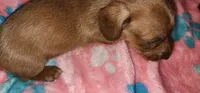 Pepper girl, a female Miniature Dachshund for sale in Aumsville, OR – 4 of 4
