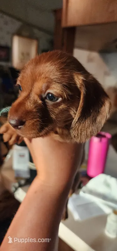 Pepper girl – Miniature Dachshund puppy for sale in Aumsville, OR