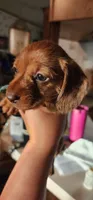 Pepper girl, a female Miniature Dachshund for sale in Brownsville, OR – 1 of 5