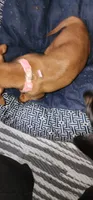 Minnie (pink collar), a female Miniature Dachshund for sale in Brownsville, OR – 5 of 5