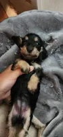 Black and tan, a female Miniature Dachshund for sale in Brownsville, OR – 3 of 3