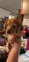 Brown collar, a male Miniature Dachshund for sale in Brownsville, OR – 6 of 7