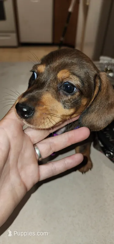 Jasmine – Miniature Dachshund puppy for sale in Brownsville, OR