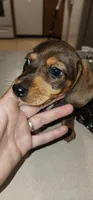 Jasmine, a female Miniature Dachshund for sale in Brownsville, OR – 2 of 3