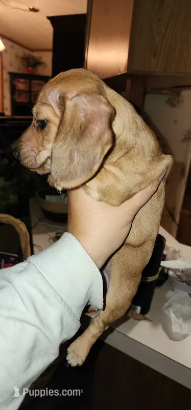 Stryker – Miniature Dachshund puppy for sale in Brownsville, OR