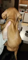 Minnie (pink collar), a female Miniature Dachshund for sale in Brownsville, OR – 3 of 3