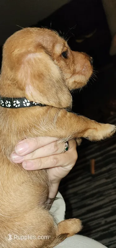 Nicky (Black collar) – Miniature Dachshund puppy for sale in Brownsville, OR